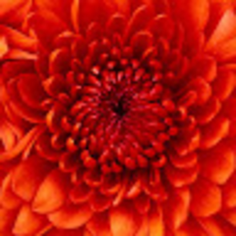 Meet your Posher, Lola